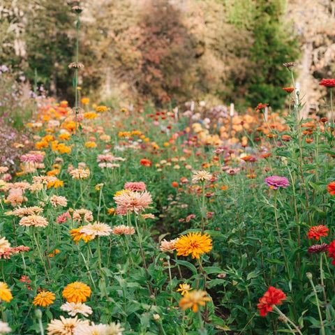 Zinnia, Mega Diversity Mix