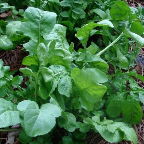 Garden Plan Seed Bundle