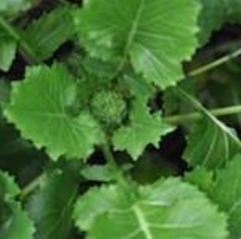 Broccoli Raab