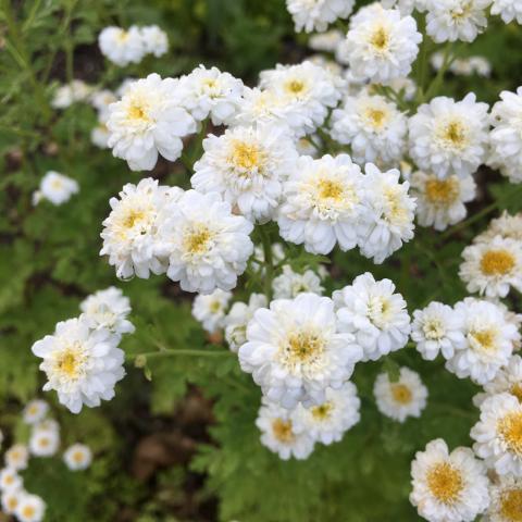 Feverfew, White Wonder