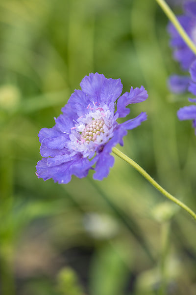 Fama Mix Scabiosa, organic, open pollinated, cut flower