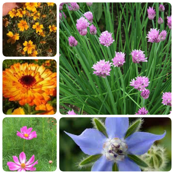 Edible Flowers Bundle