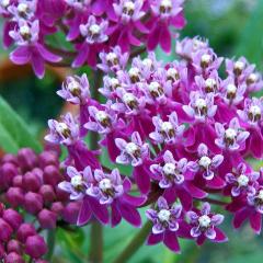 Milkweed, Swamp