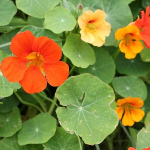 Nasturtium, Trailing Mix