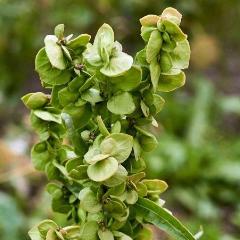 Orach, Lime Green
