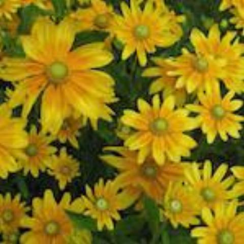Rudbeckia, Prairie Sun