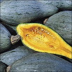Winter Squash, Sibley