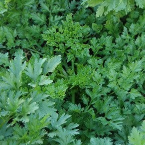 Parsley, Splendid