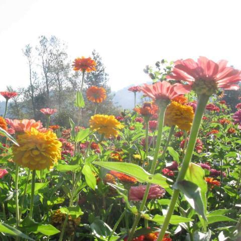 Zinnia, Mega Diversity Mix