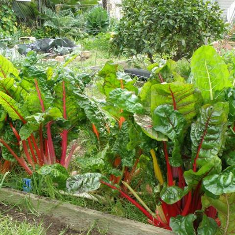 Swiss Chard, Prismatic Rainbow
