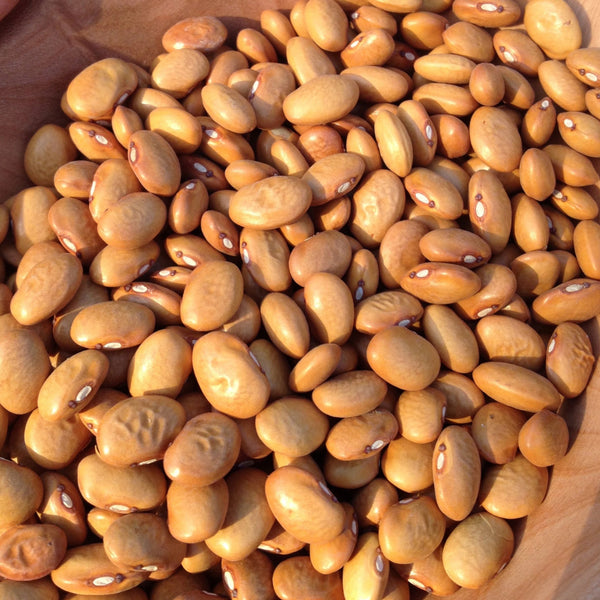 Beans, Yellow Indian Woman, organic,  open pollinated