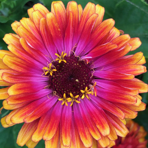 Zinnia, Dreamin' Mix